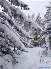 Trees 3, uploaded by Mick Rich  [Kiroro Snow World, Akaigawa Village, Hokkaido]